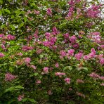 Orgován obyčajný (Syringa vulgaris) ´MRS EDWARD HARDING´ - výška 40-60 cm, kont. C3L
